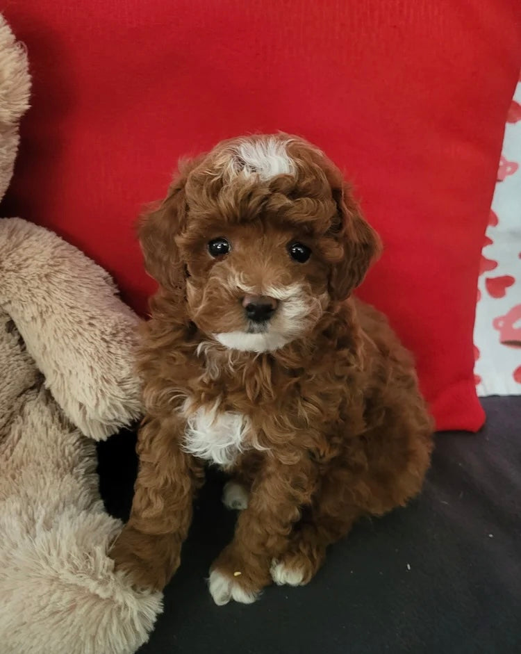 GOLDENDOODLE MALE