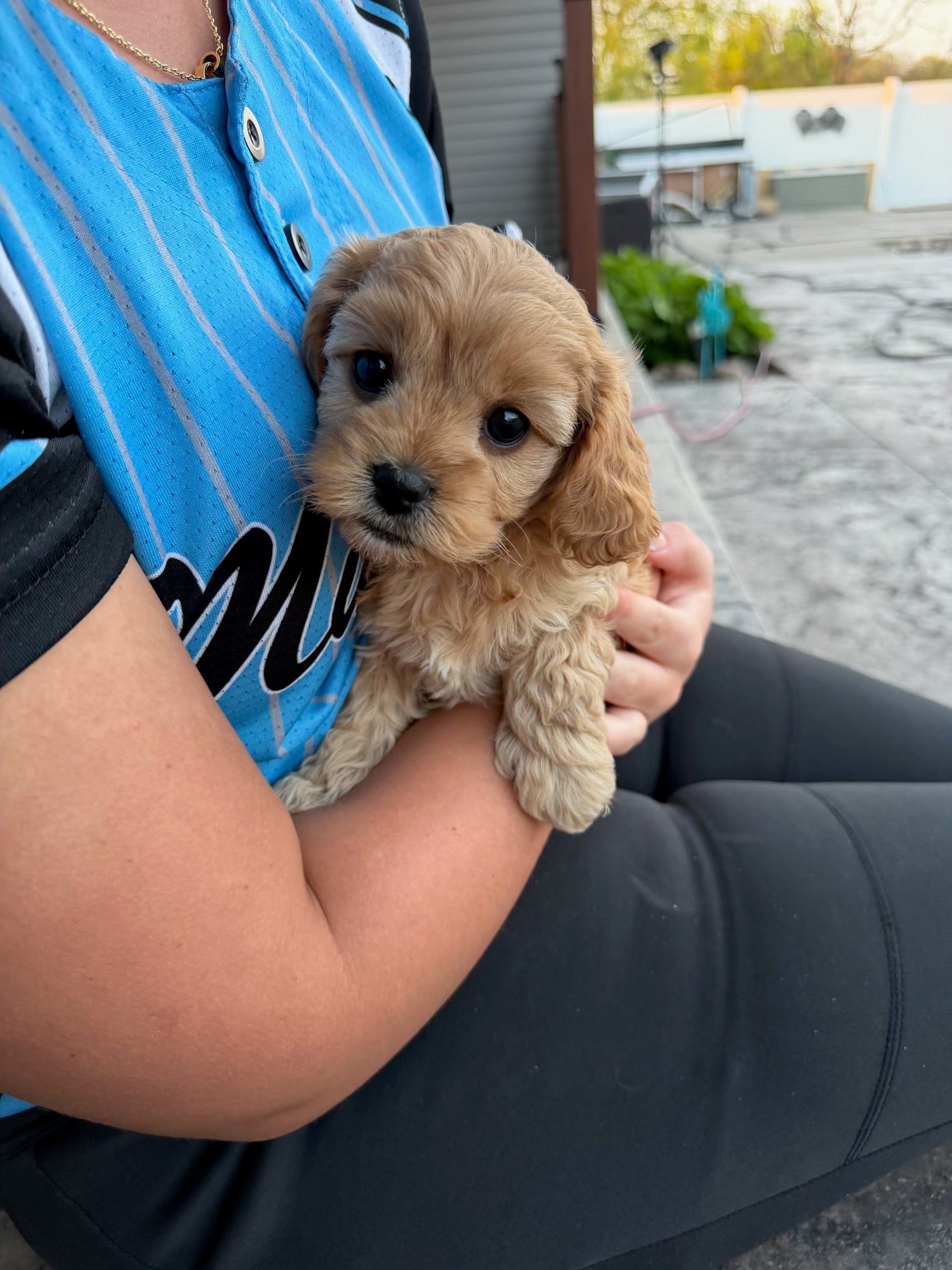 Cavapoo litter 2 MALE AND  1 FEMALE