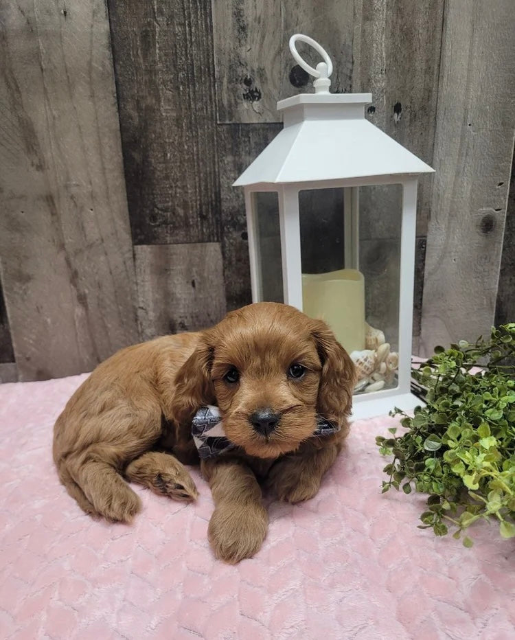 CAVAPOO MALE