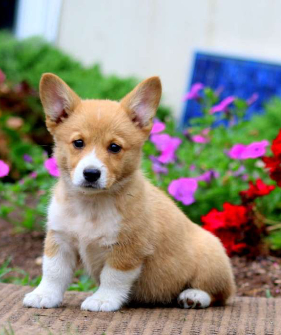 Pembroke Welsh Corgi FEMALE
