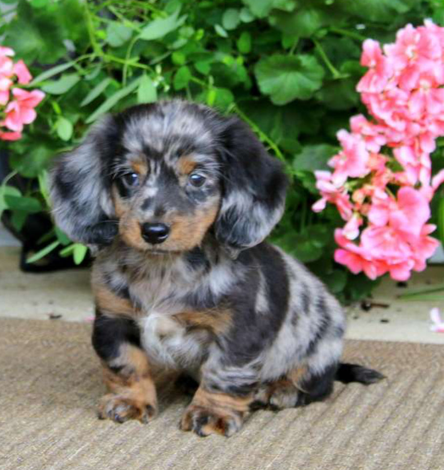Dachshund MALE￼