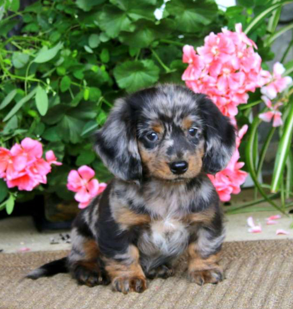 Dachshund MALE￼