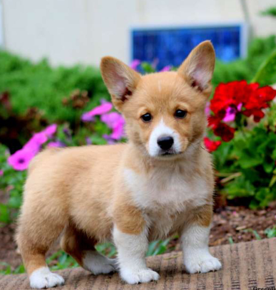 Pembroke Welsh Corgi FEMALE