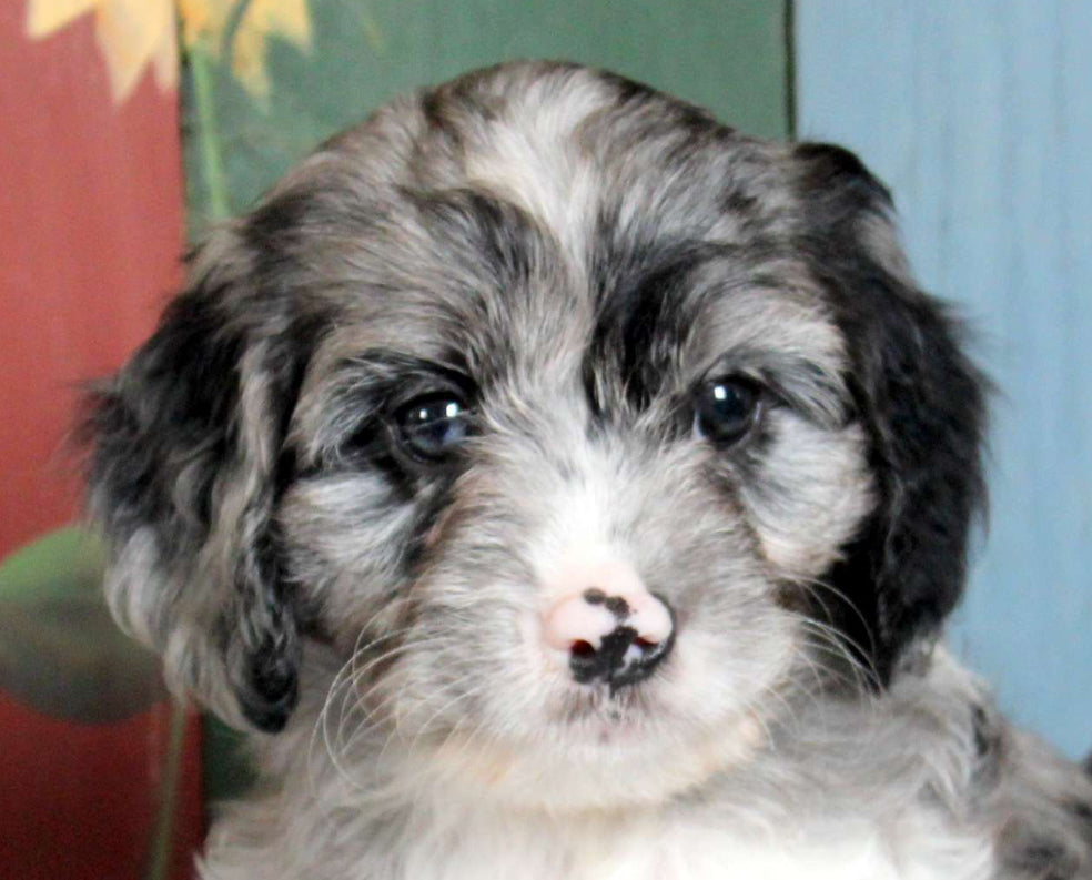 Cavapoo Male