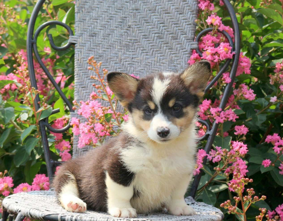 Pembroke Welsh Corgi MALE