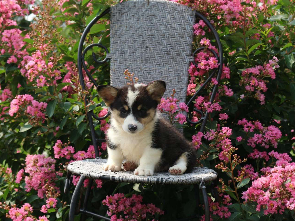 Pembroke Welsh Corgi MALE