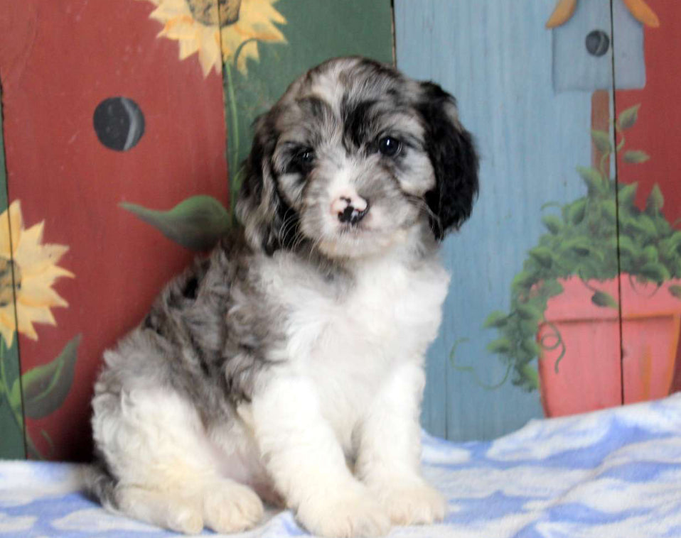 Cavapoo Male