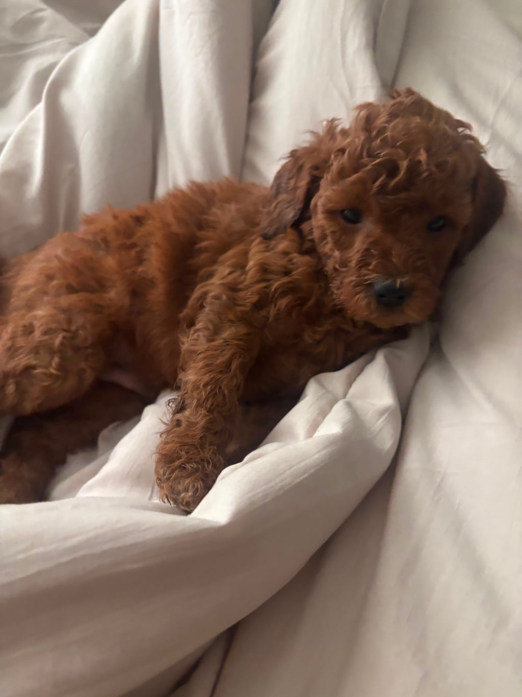 TOY GOLDENDOODLE