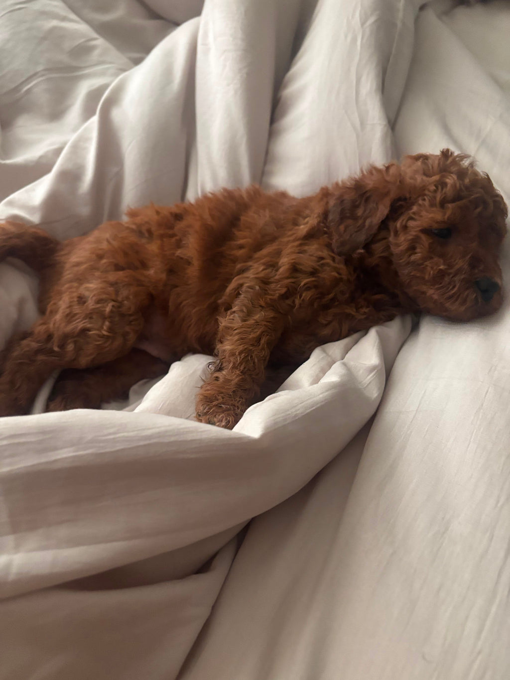 TOY GOLDENDOODLE