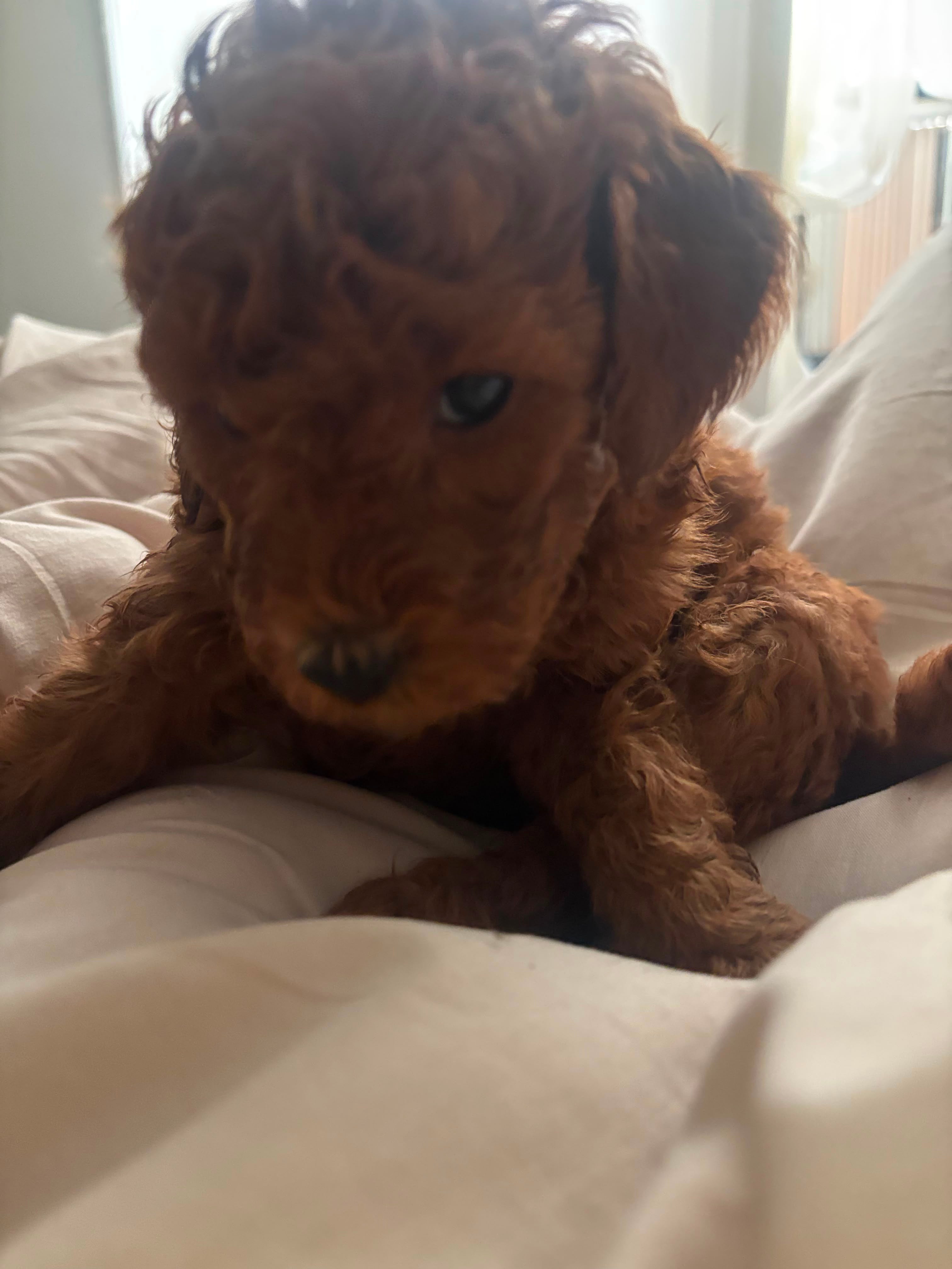 TOY GOLDENDOODLE