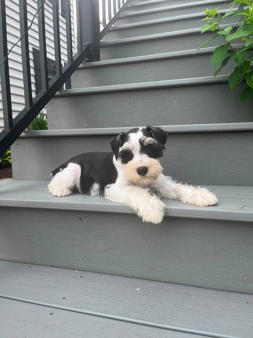 MINI SCHNAUZER MALE
