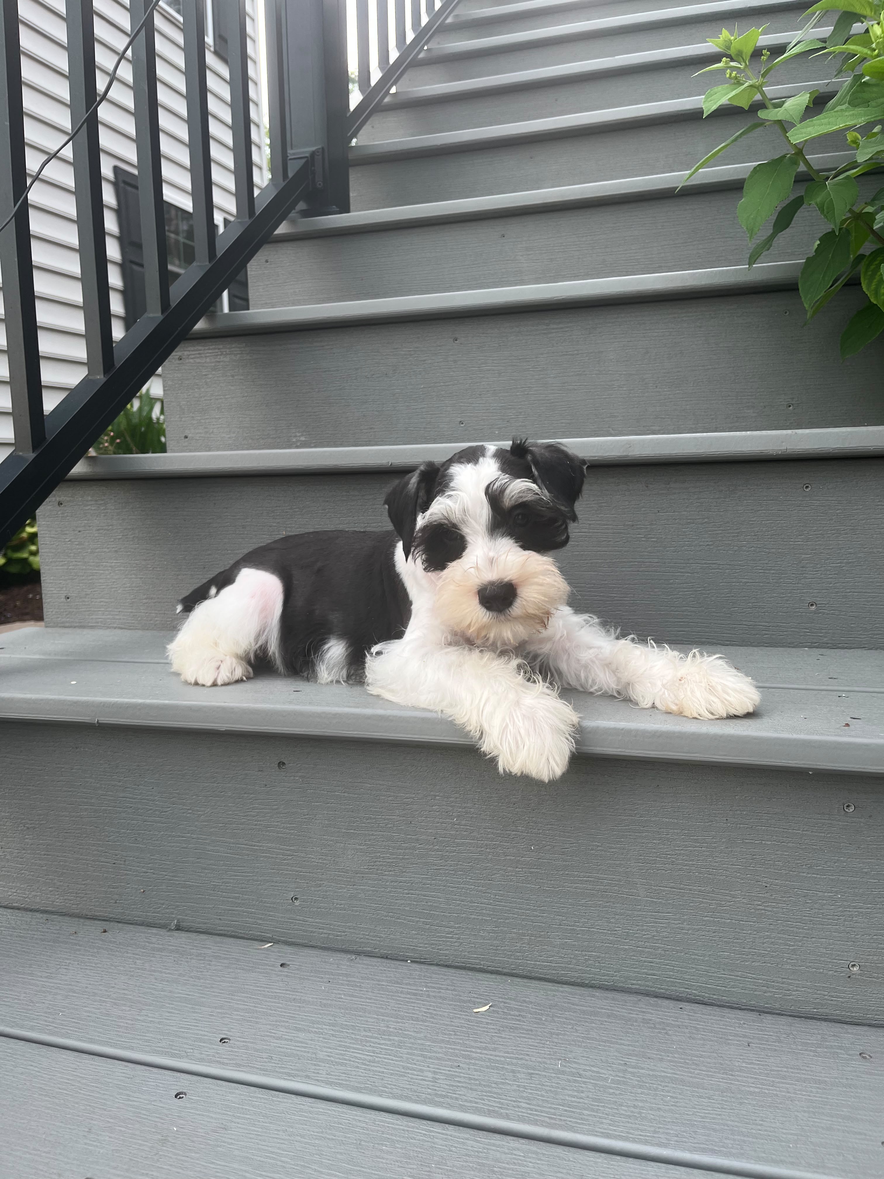MINI SCHNAUZER MALE