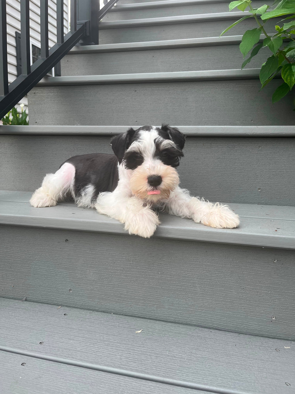 MINI SCHNAUZER MALE