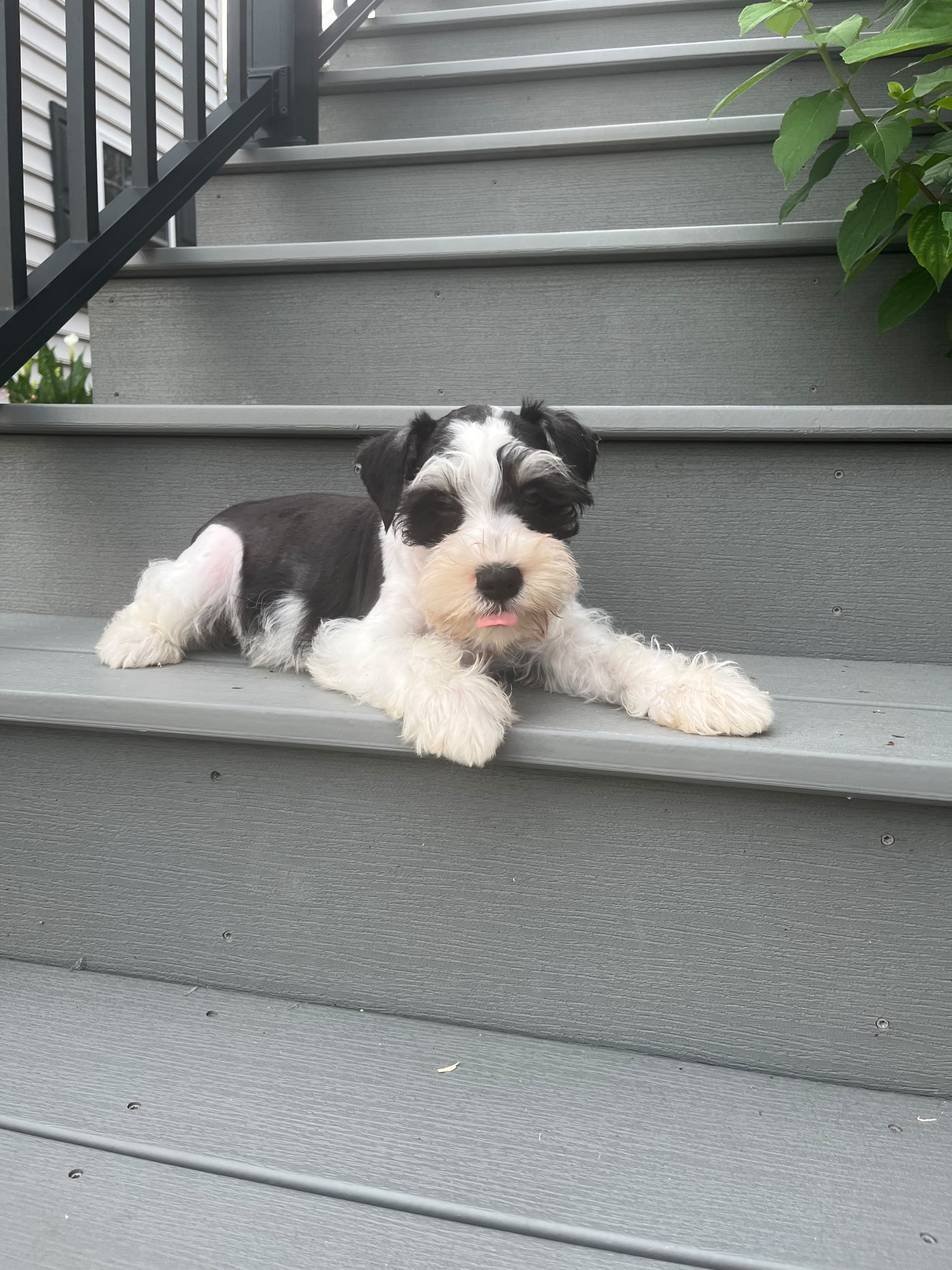 MINI SCHNAUZER MALE