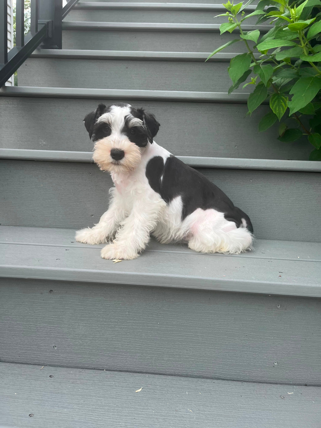 MINI SCHNAUZER MALE