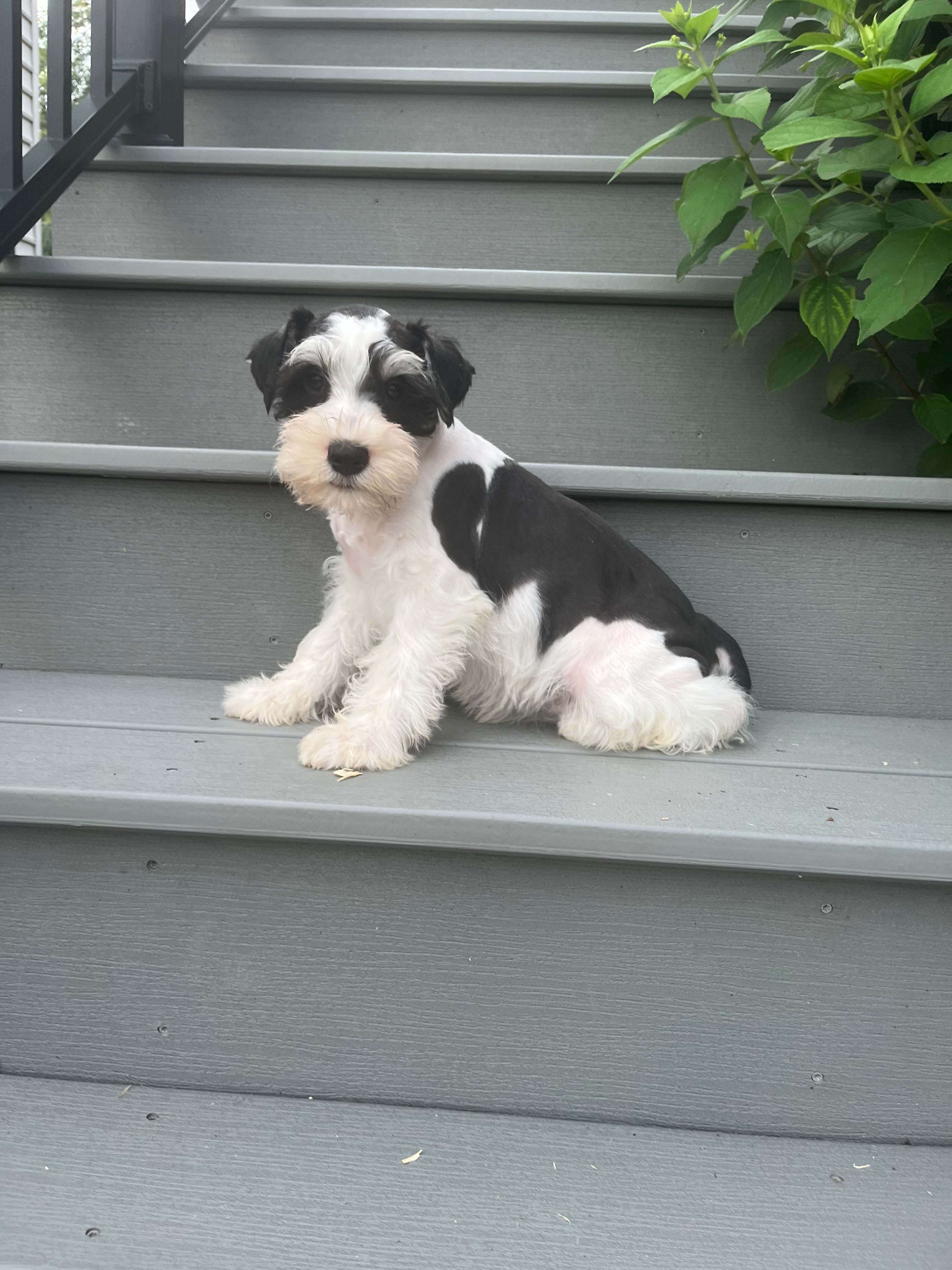 MINI SCHNAUZER MALE