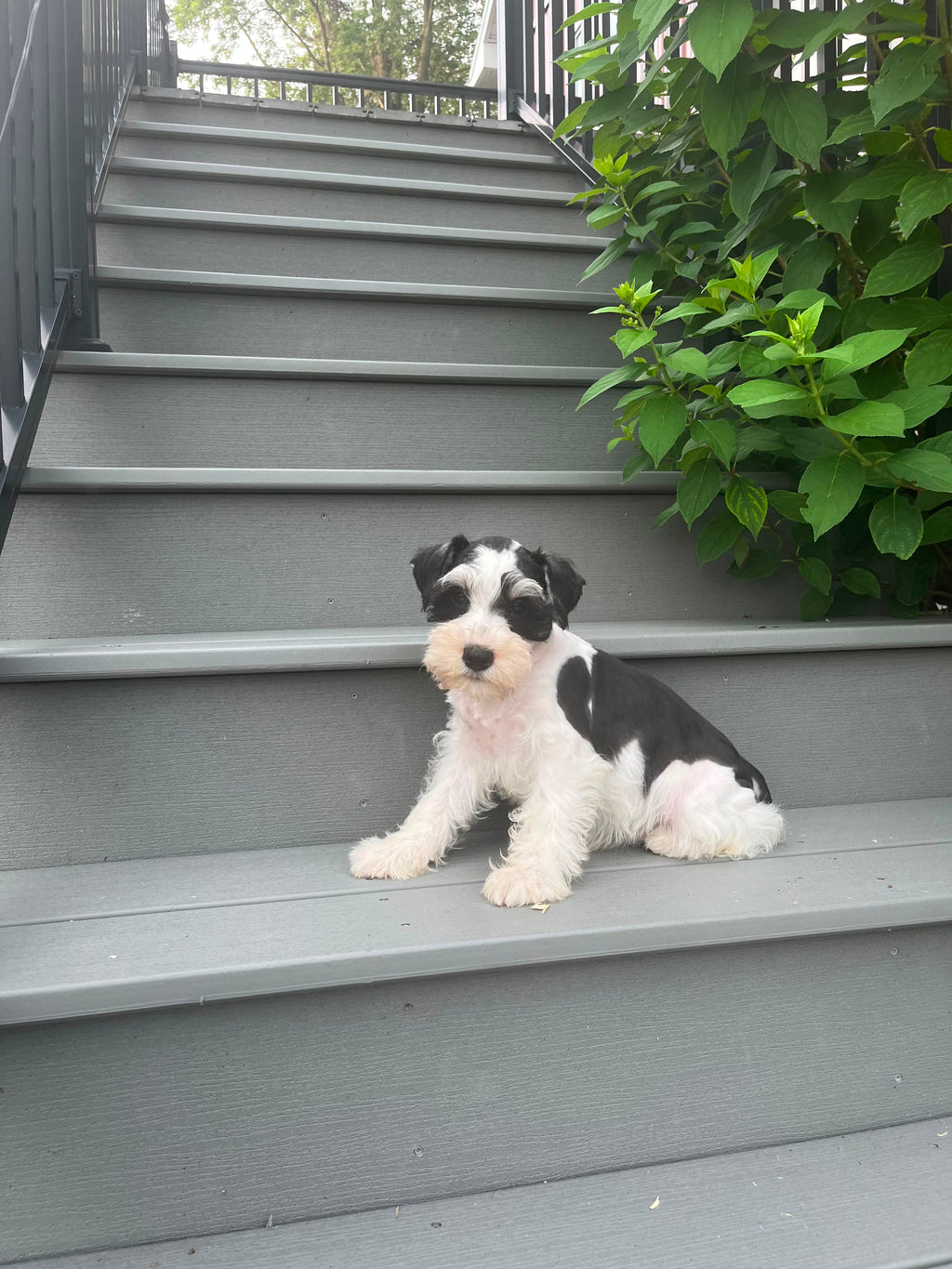 MINI SCHNAUZER MALE