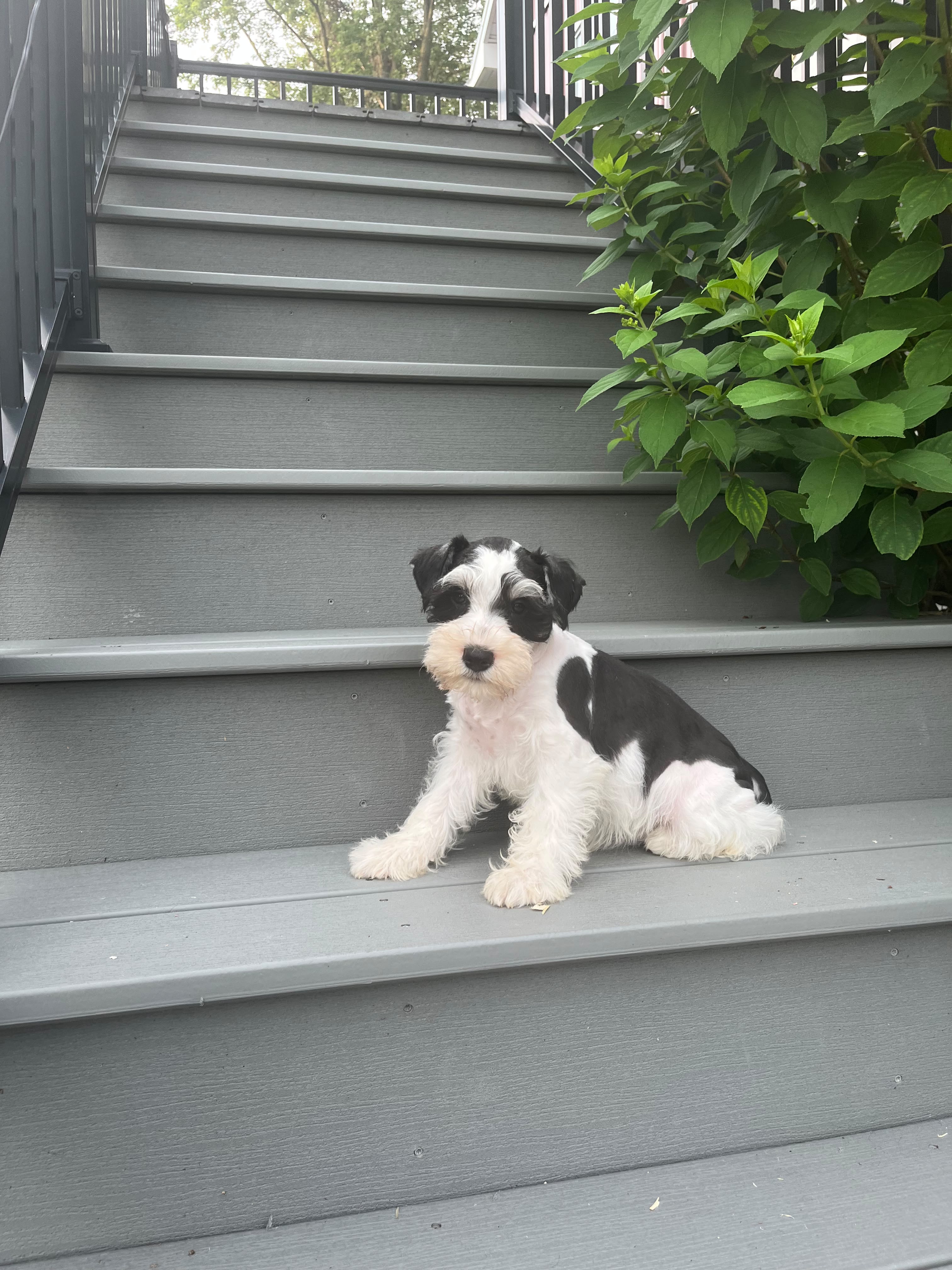 MINI SCHNAUZER MALE
