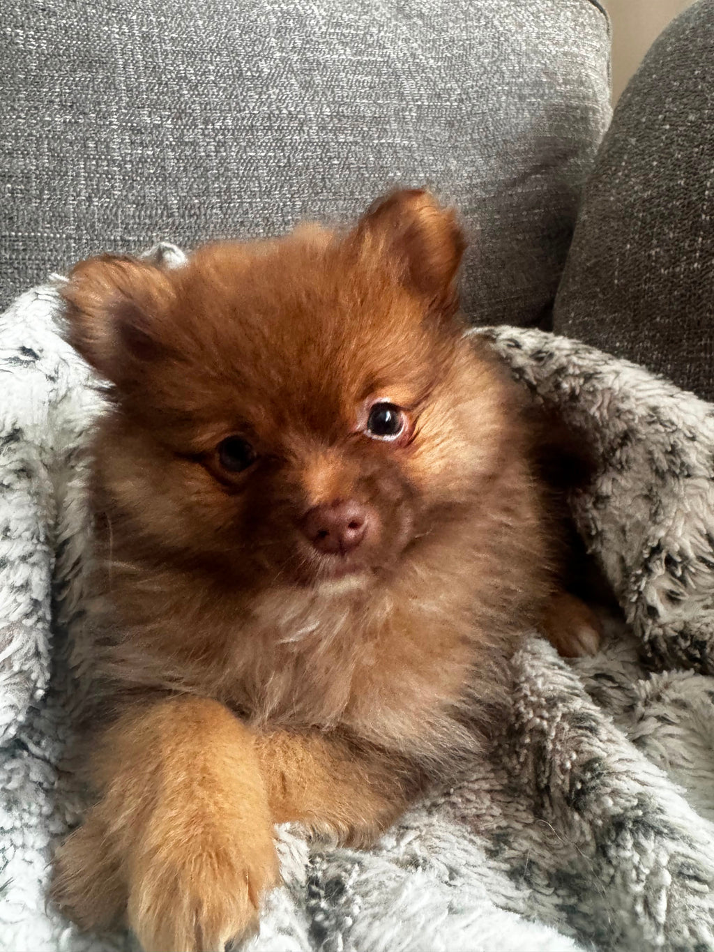 POMERANIAN