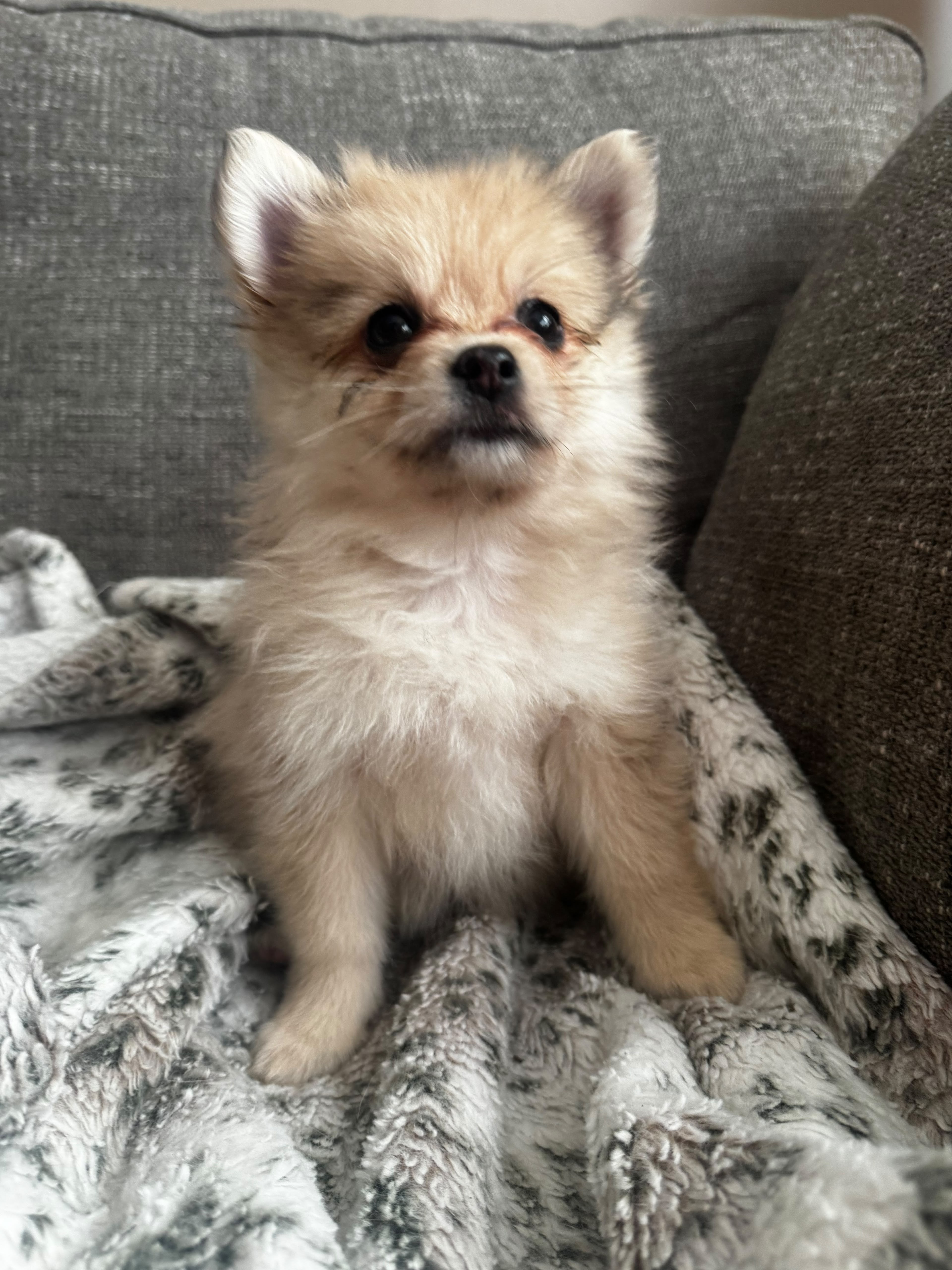 POMERANIAN