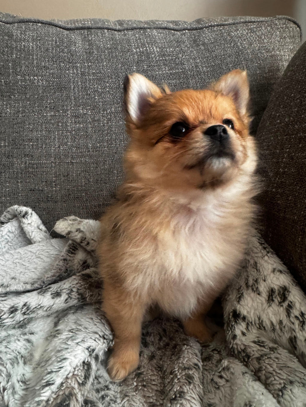 POMERANIAN