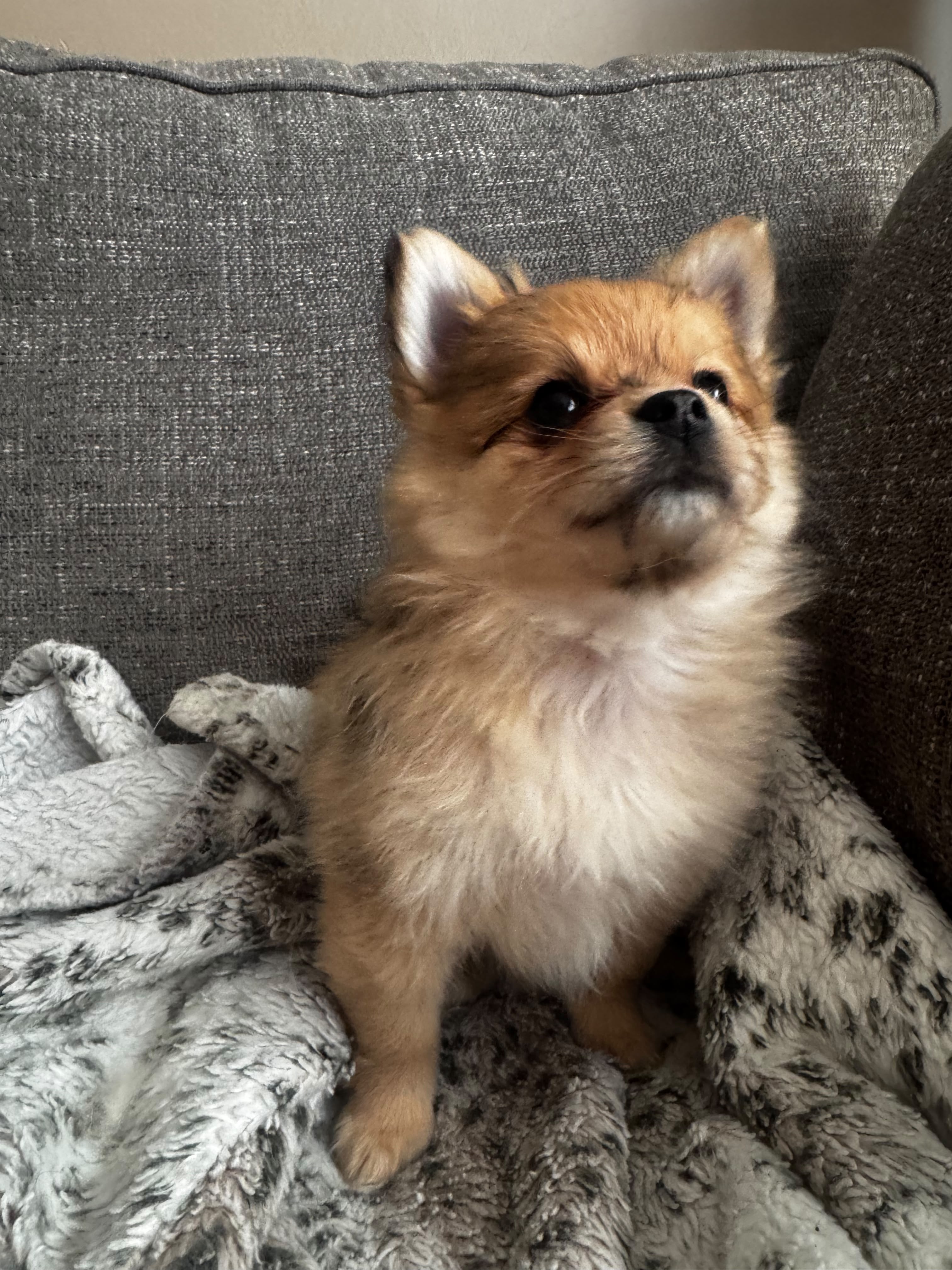 POMERANIAN
