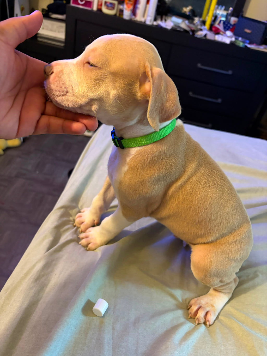 AMERICAN PITBULL