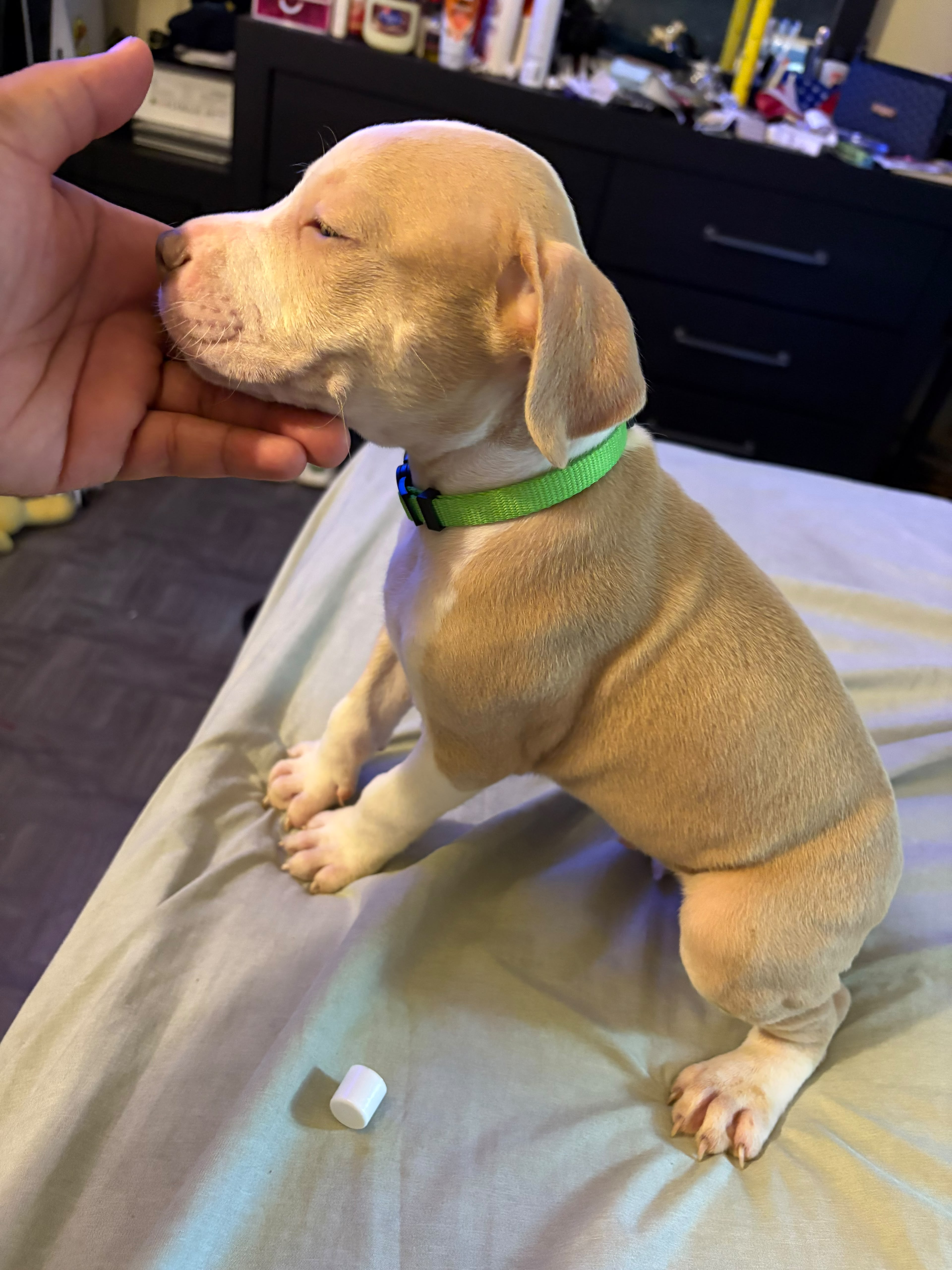 AMERICAN PITBULL