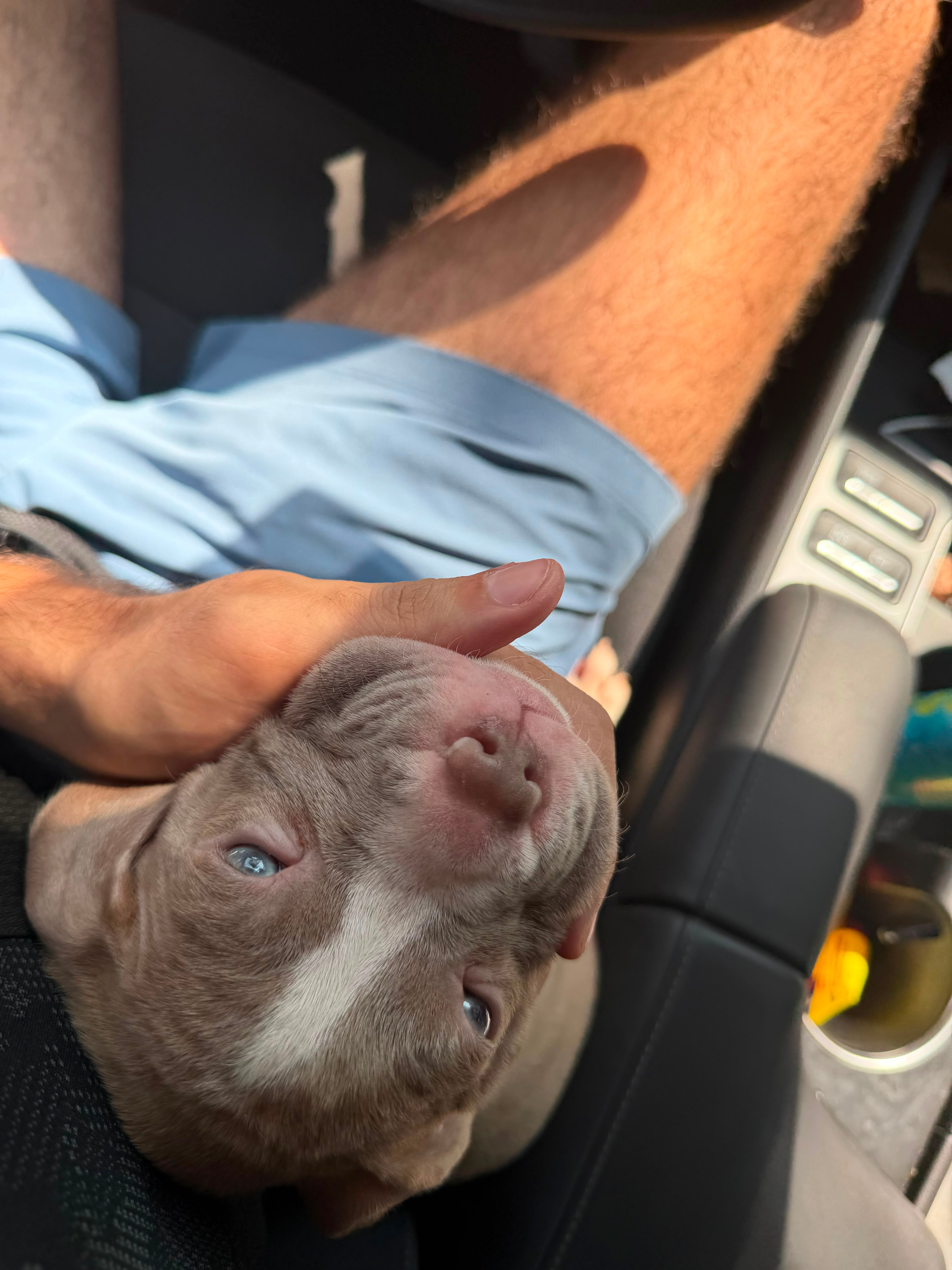 AMERICAN PITBULL