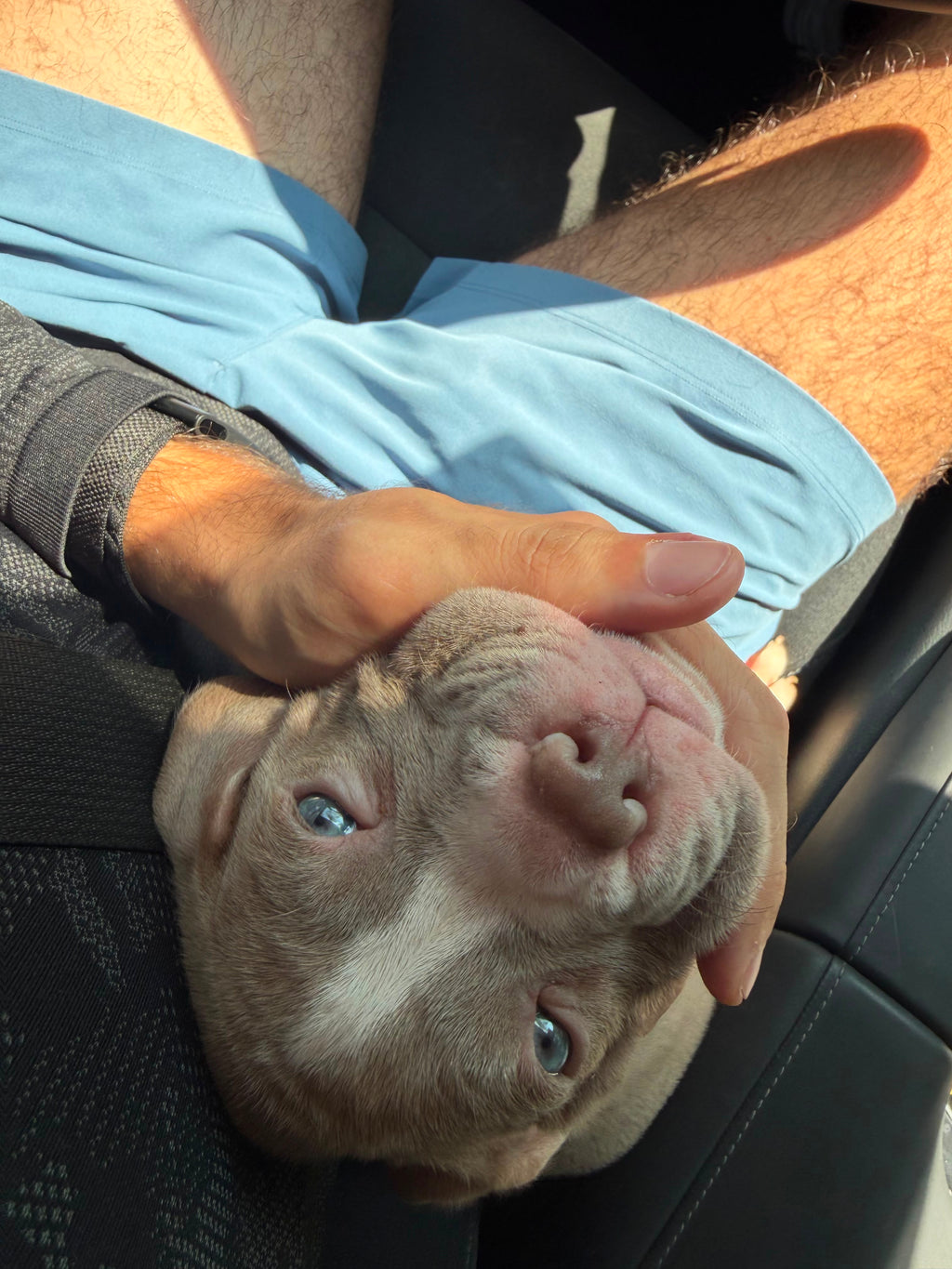 AMERICAN PITBULL