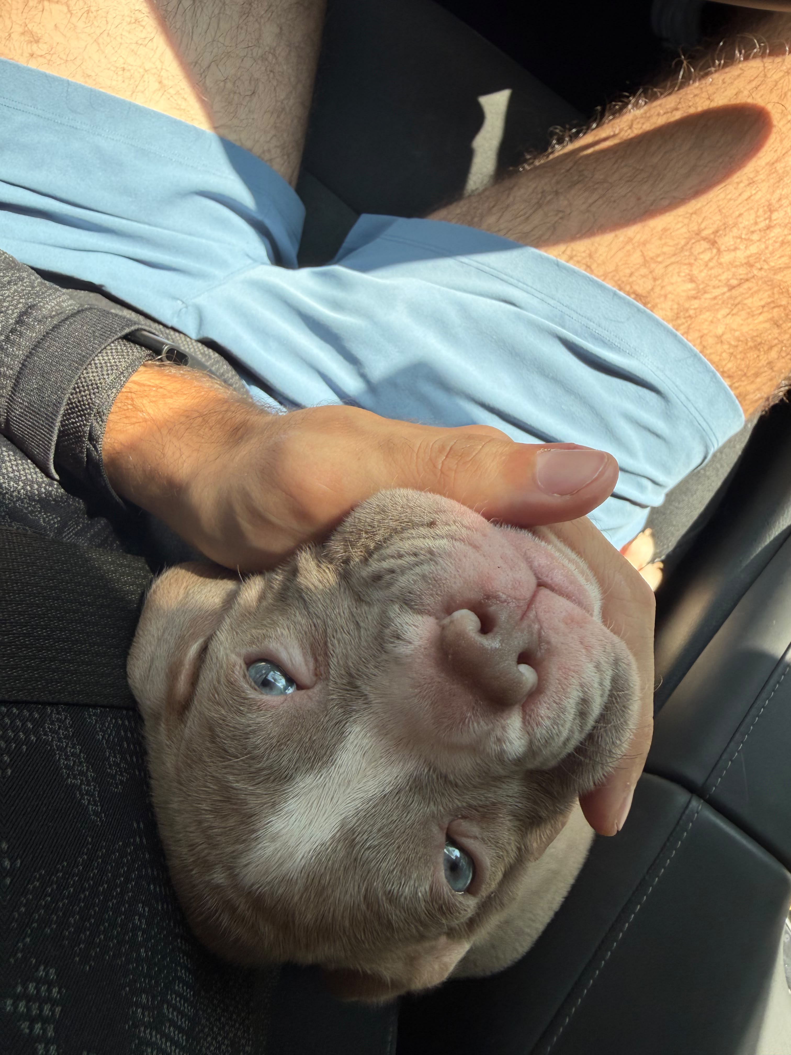 AMERICAN PITBULL