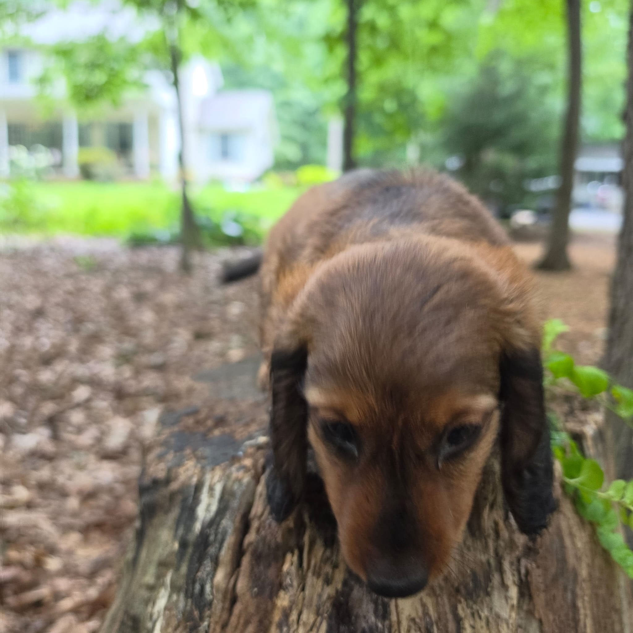 MINI DACHSHUND
