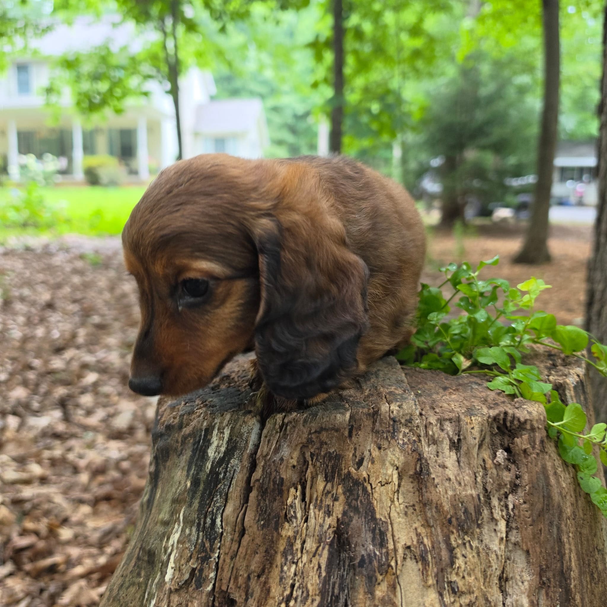 MINI DACHSHUND