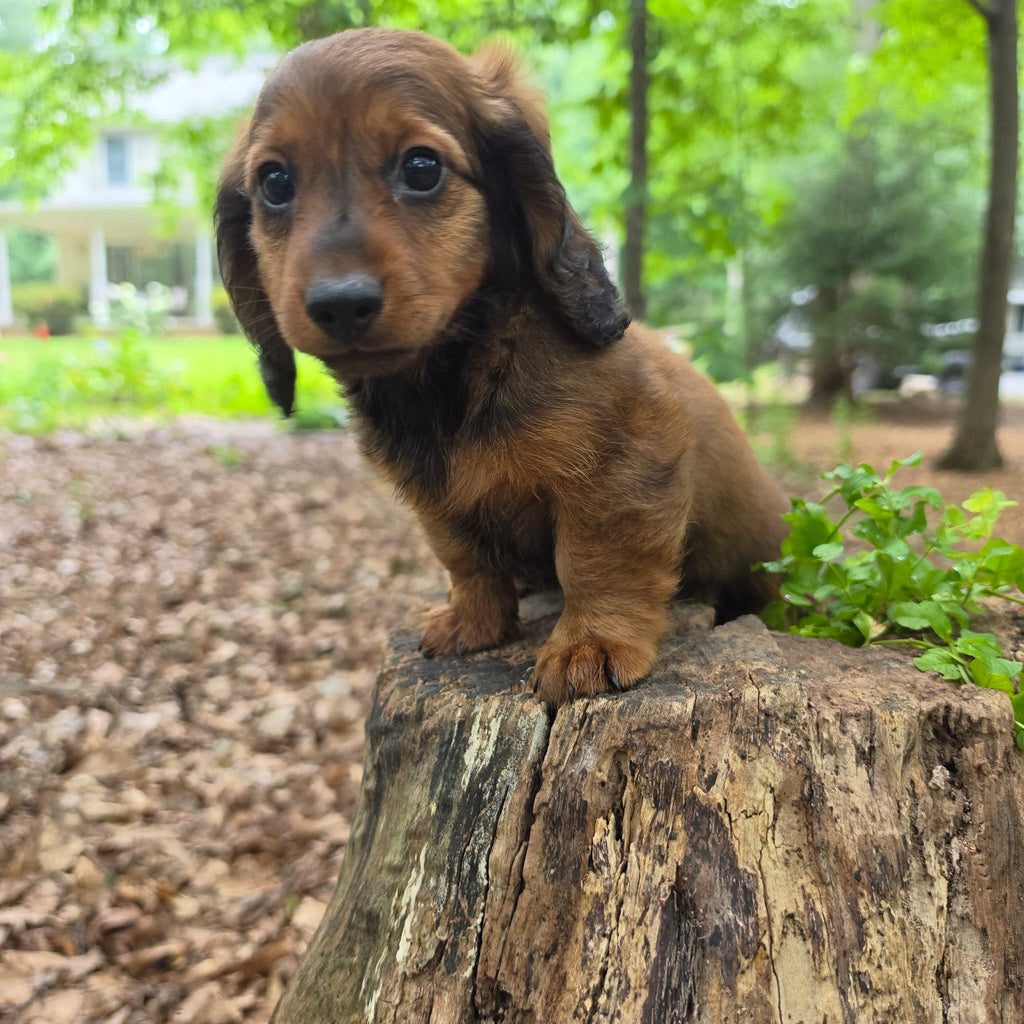 MINI DACHSHUND