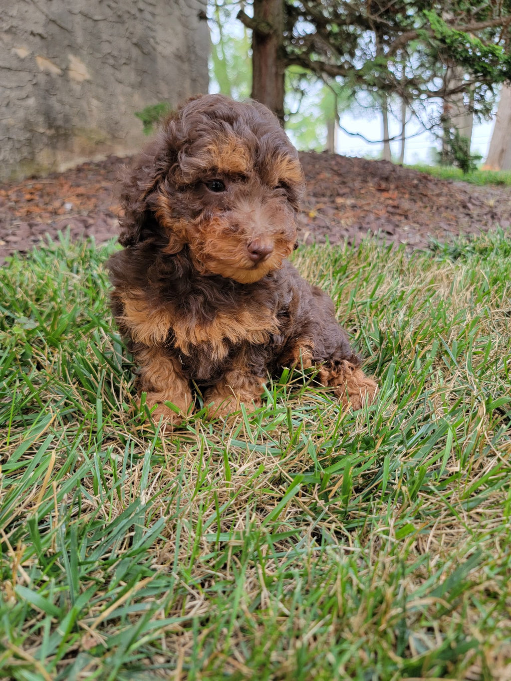 TOY POODLE MULTIPLE VARIANTS AVAILABLE