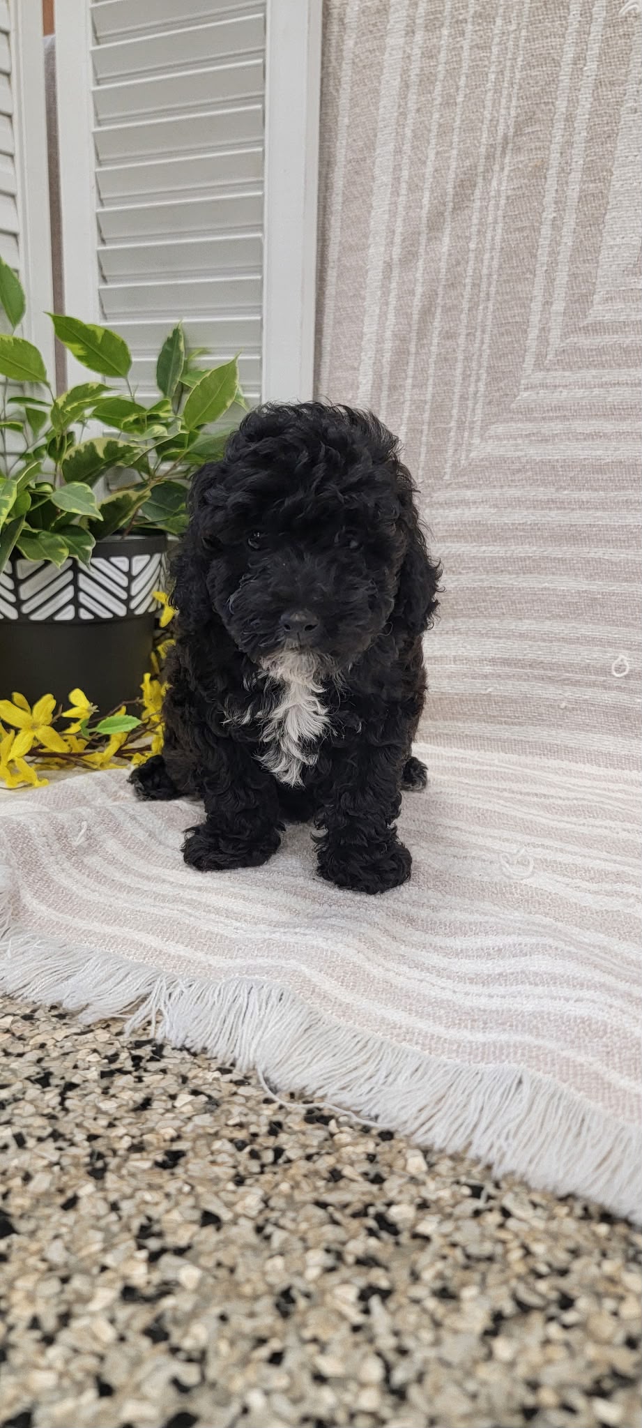 TOY POODLE MULTIPLE VARIANTS AVAILABLE