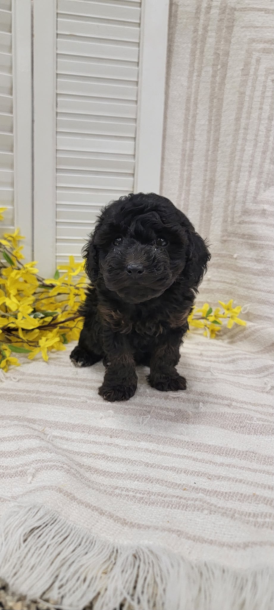 TOY POODLE MULTIPLE VARIANTS AVAILABLE