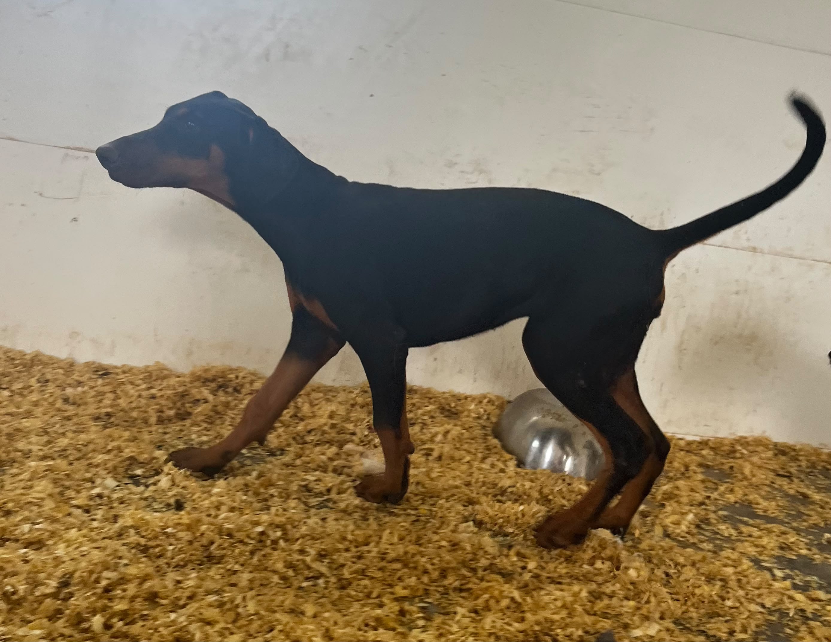 DOBERMAN X CATAHOULA
