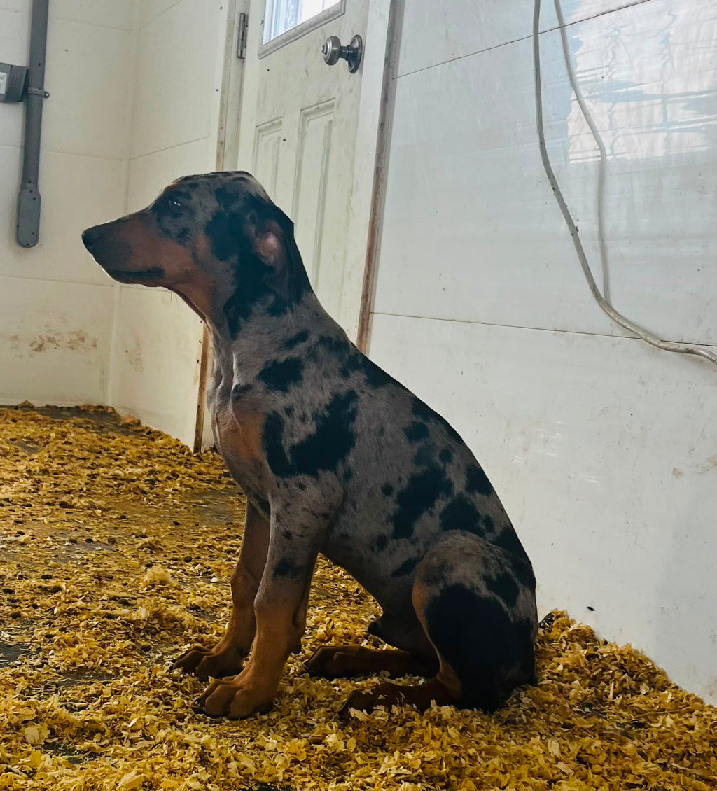 DOBERMAN X CATAHOULA