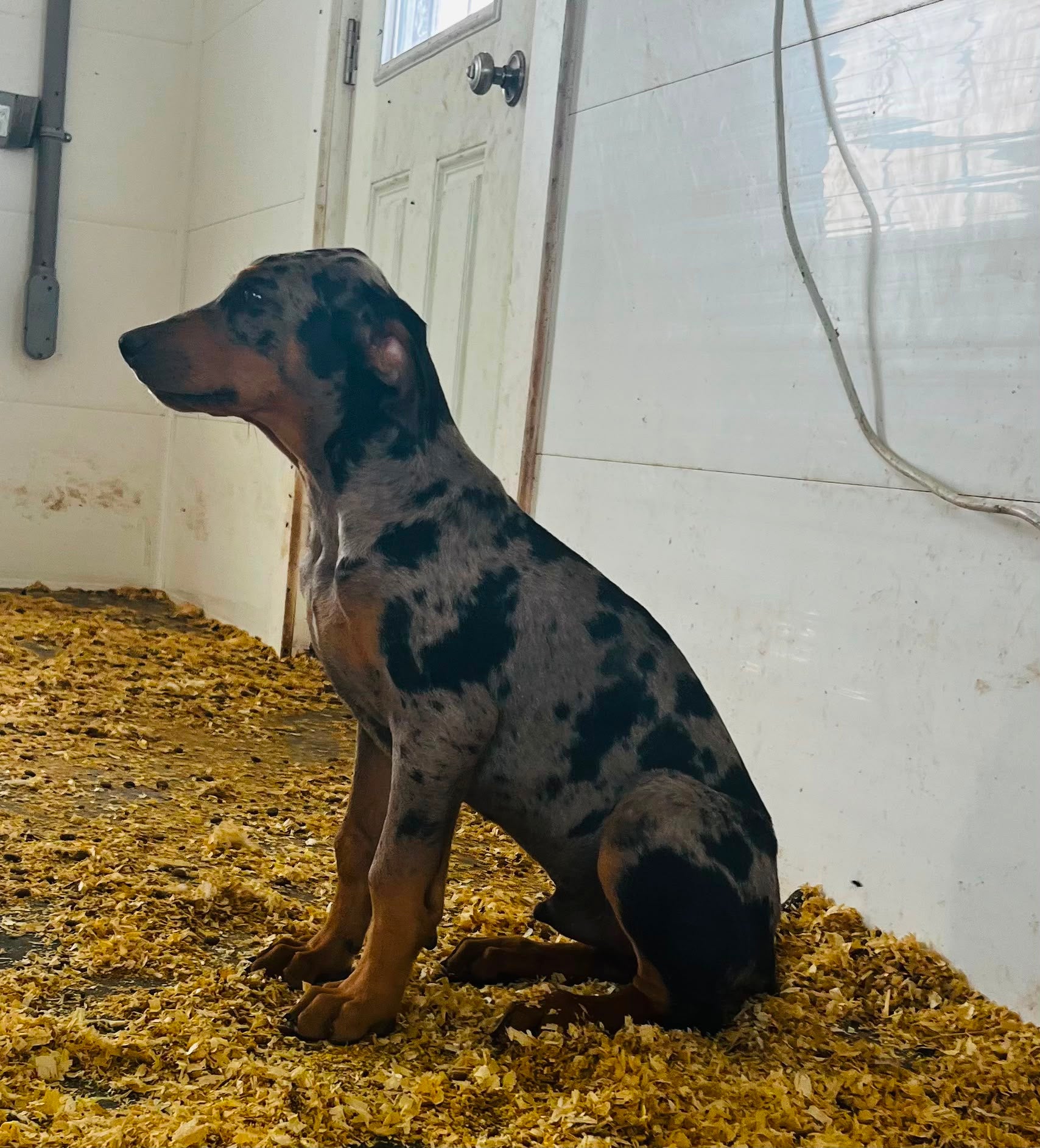 DOBERMAN X CATAHOULA