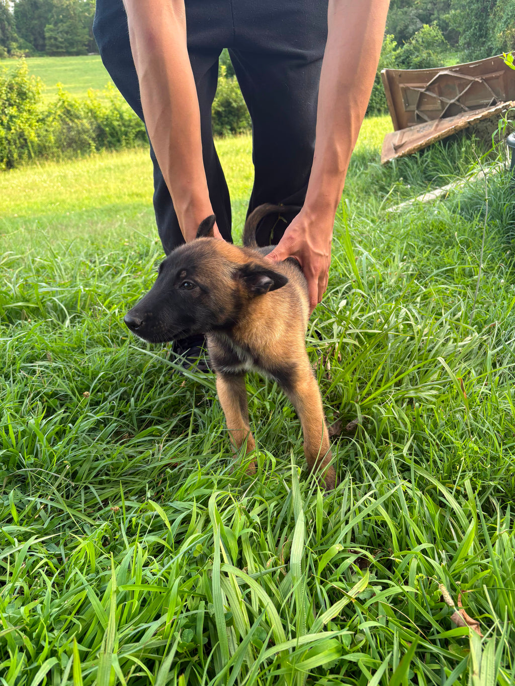 BELGIAN MALINOIS