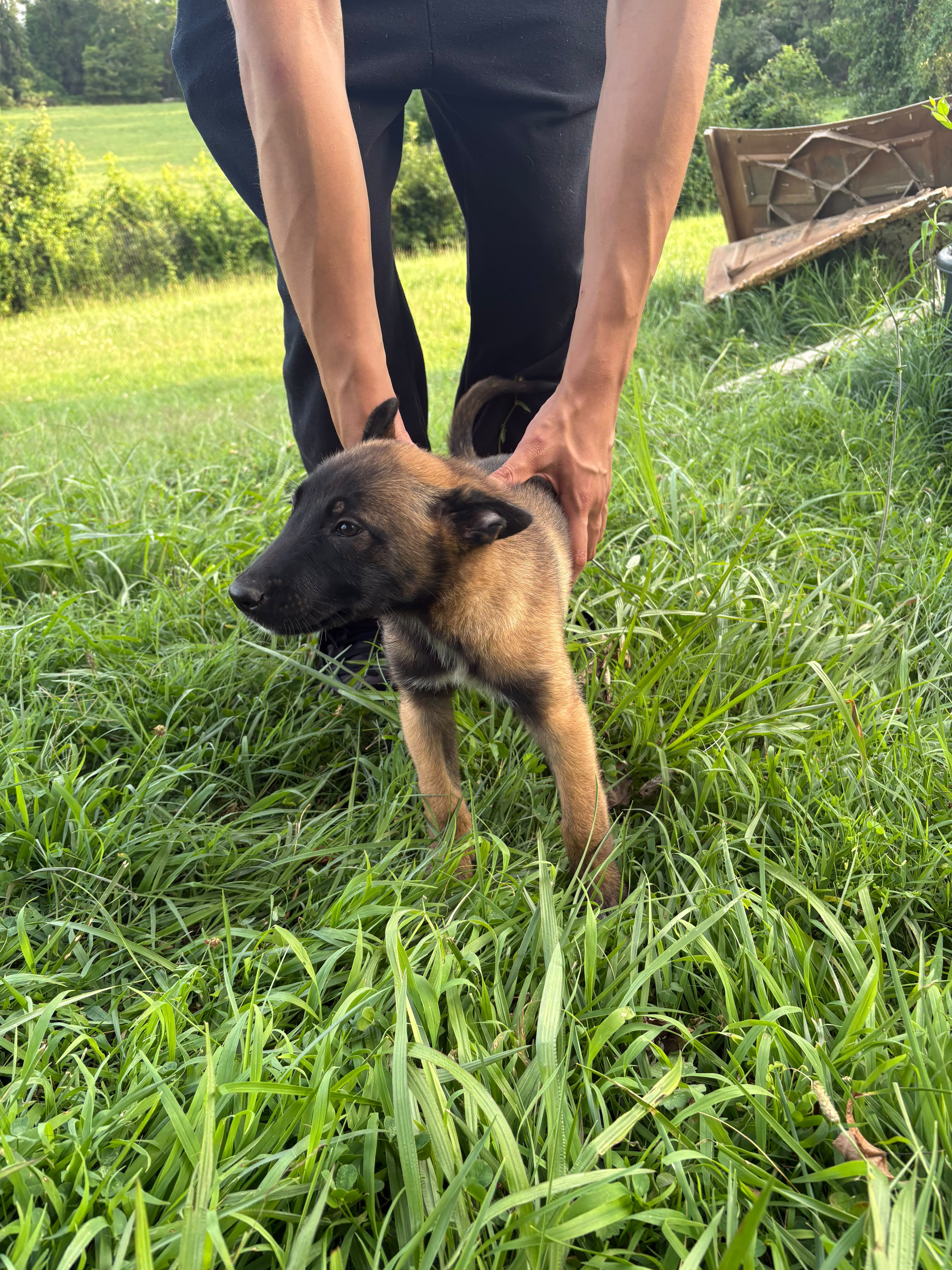 BELGIAN MALINOIS