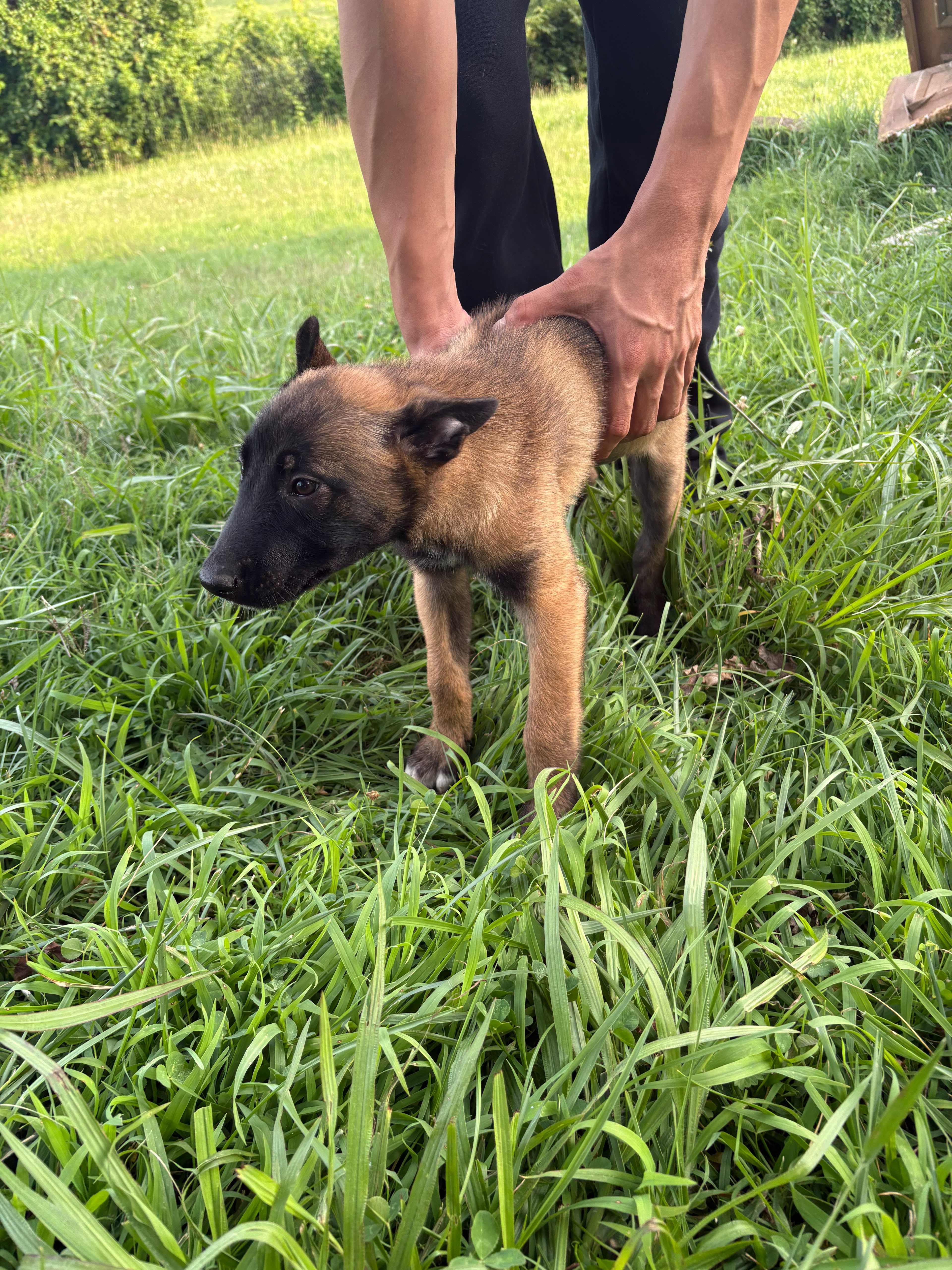 BELGIAN MALINOIS
