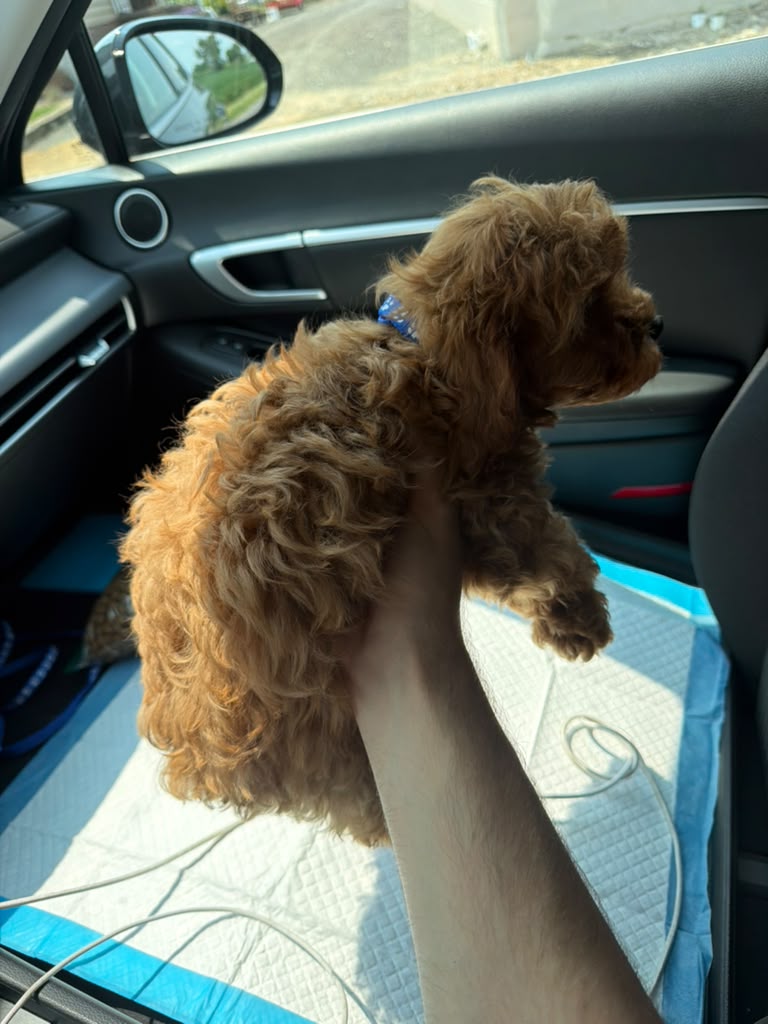 CAVAPOOS MULTIPLE VARIANTS AVAILABLE