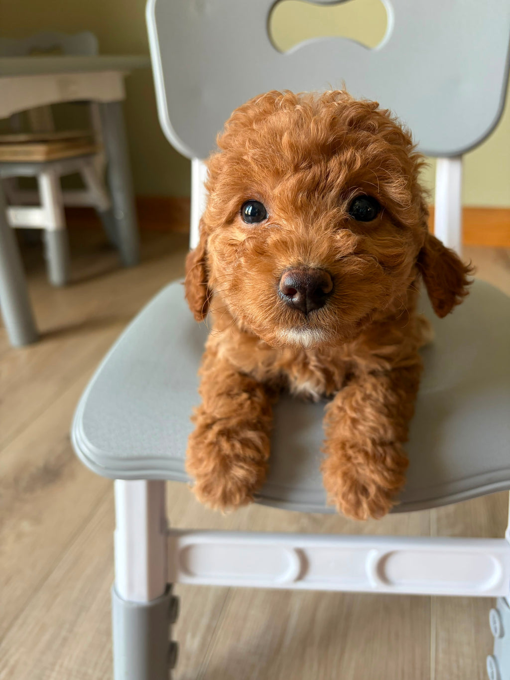 MINI GOLDENDOODLES