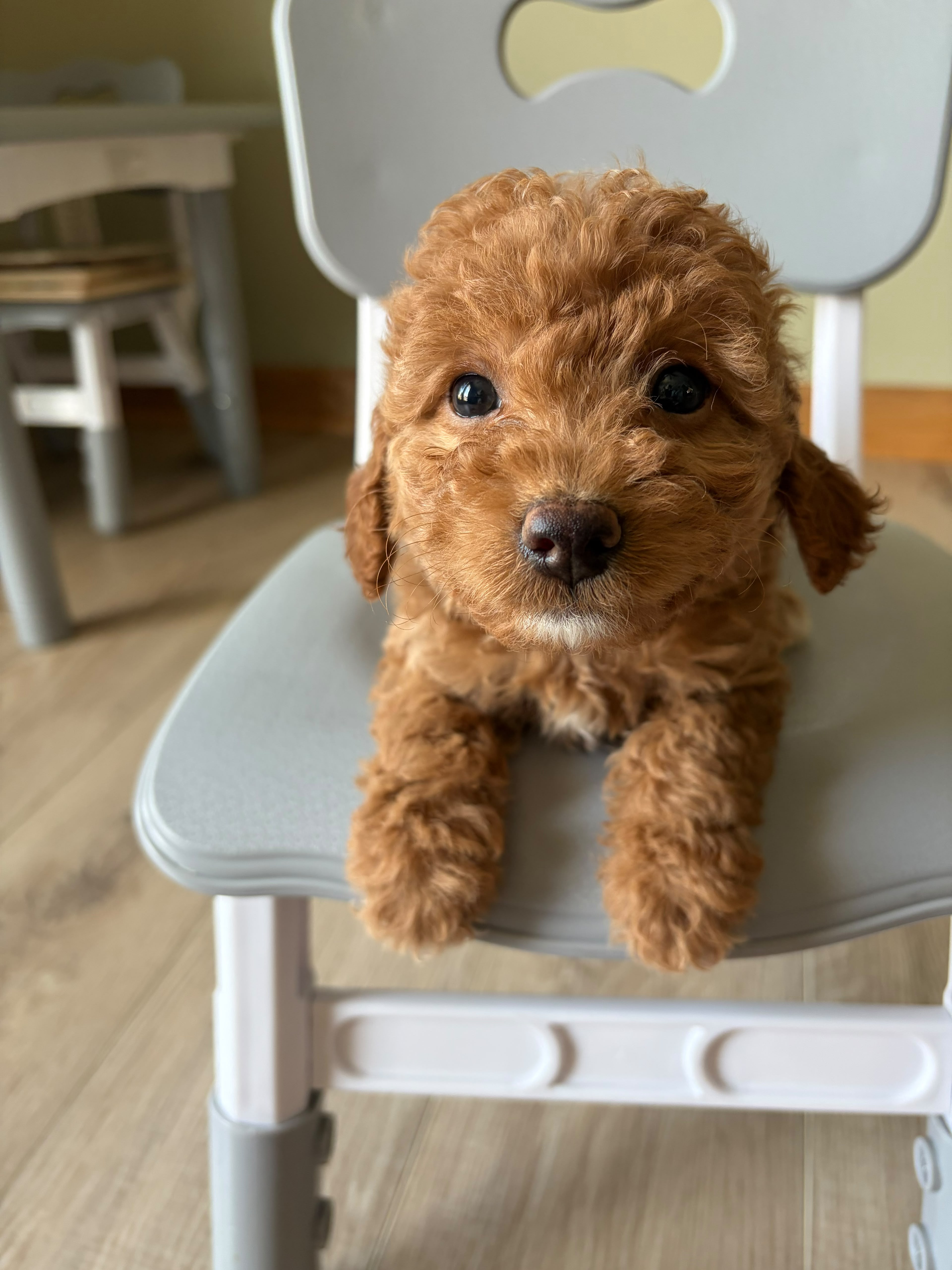 MINI GOLDENDOODLES