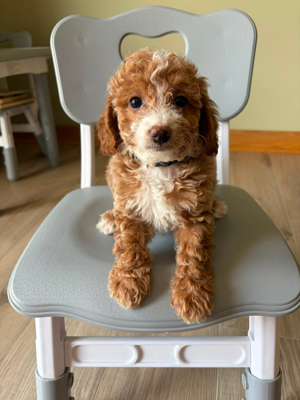 MINI GOLDENDOODLES