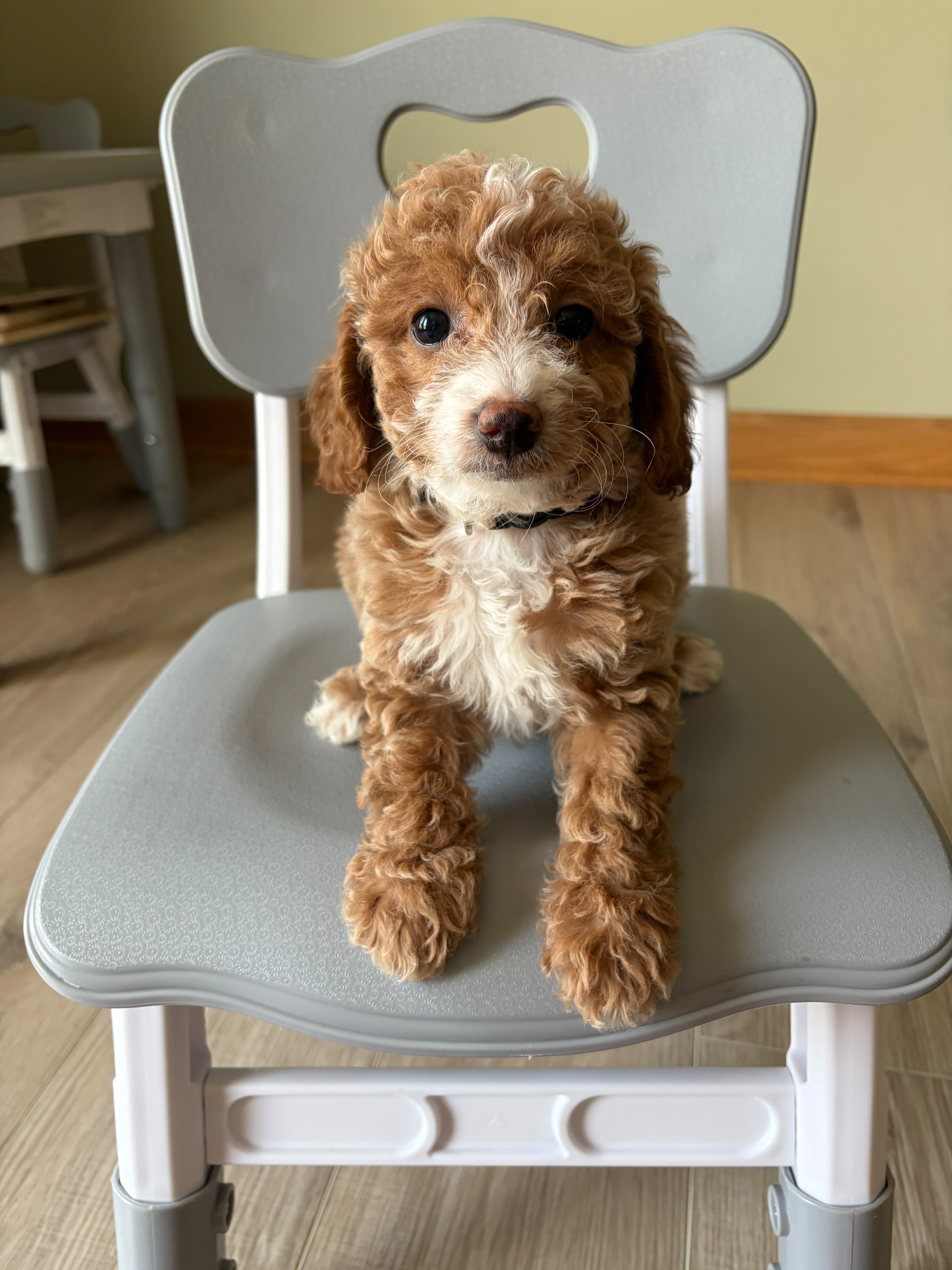 MINI GOLDENDOODLES