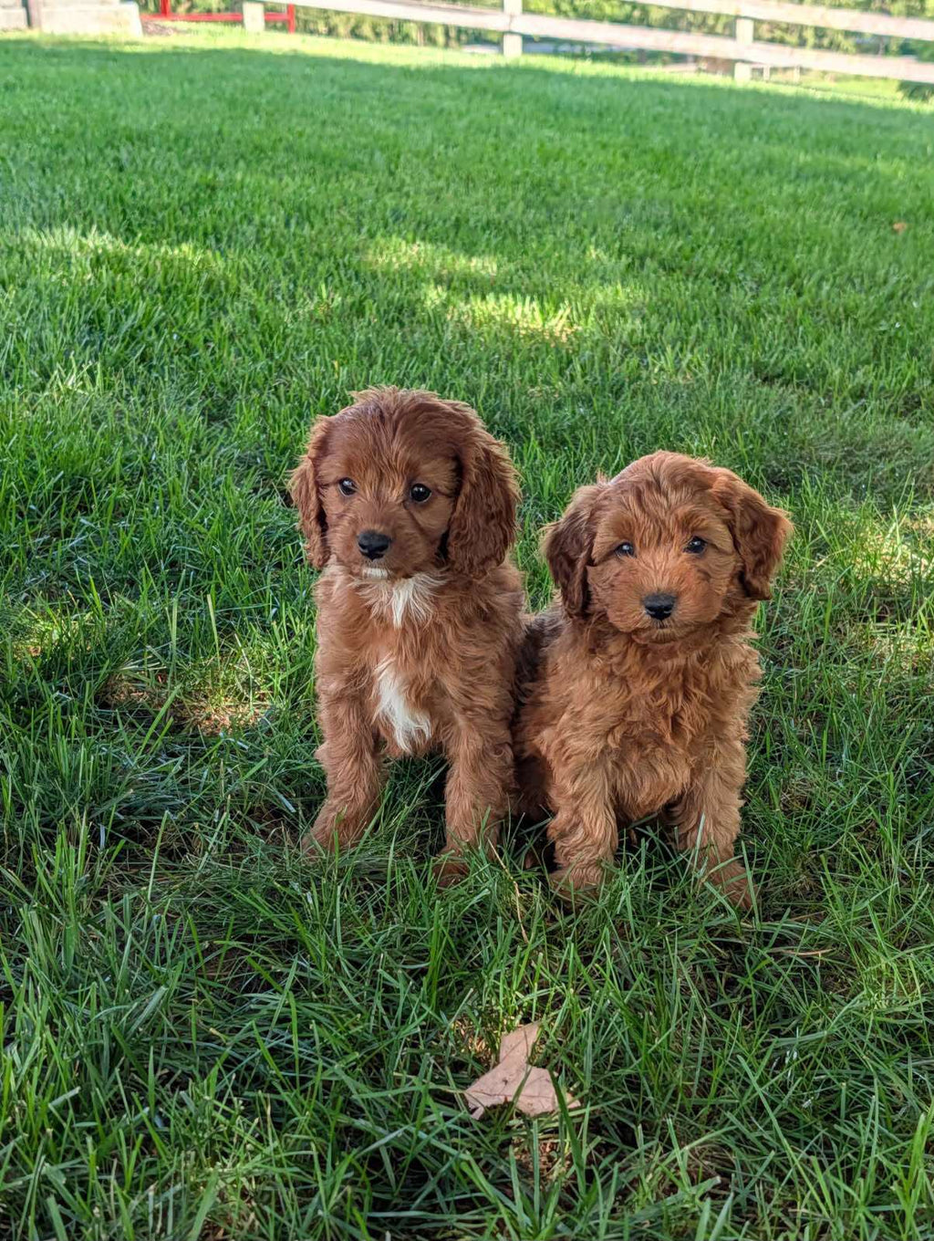 MINI GOLDENDOODLES