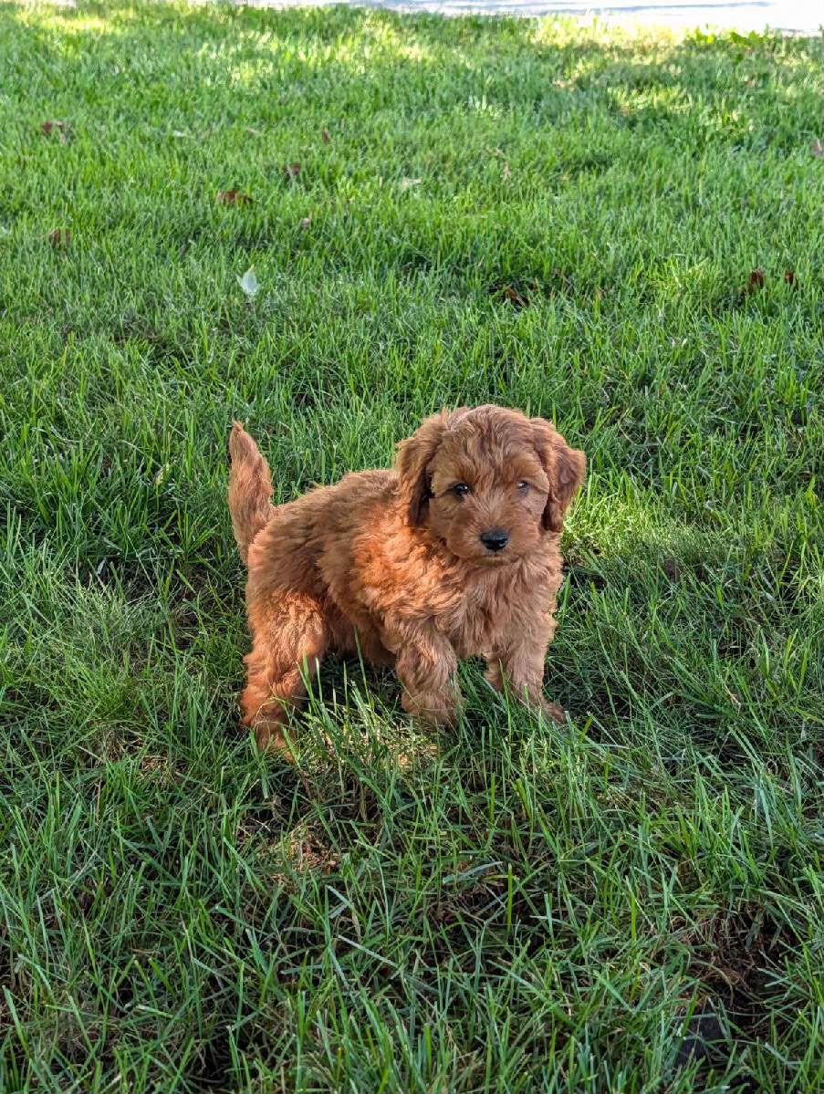 MINI GOLDENDOODLES